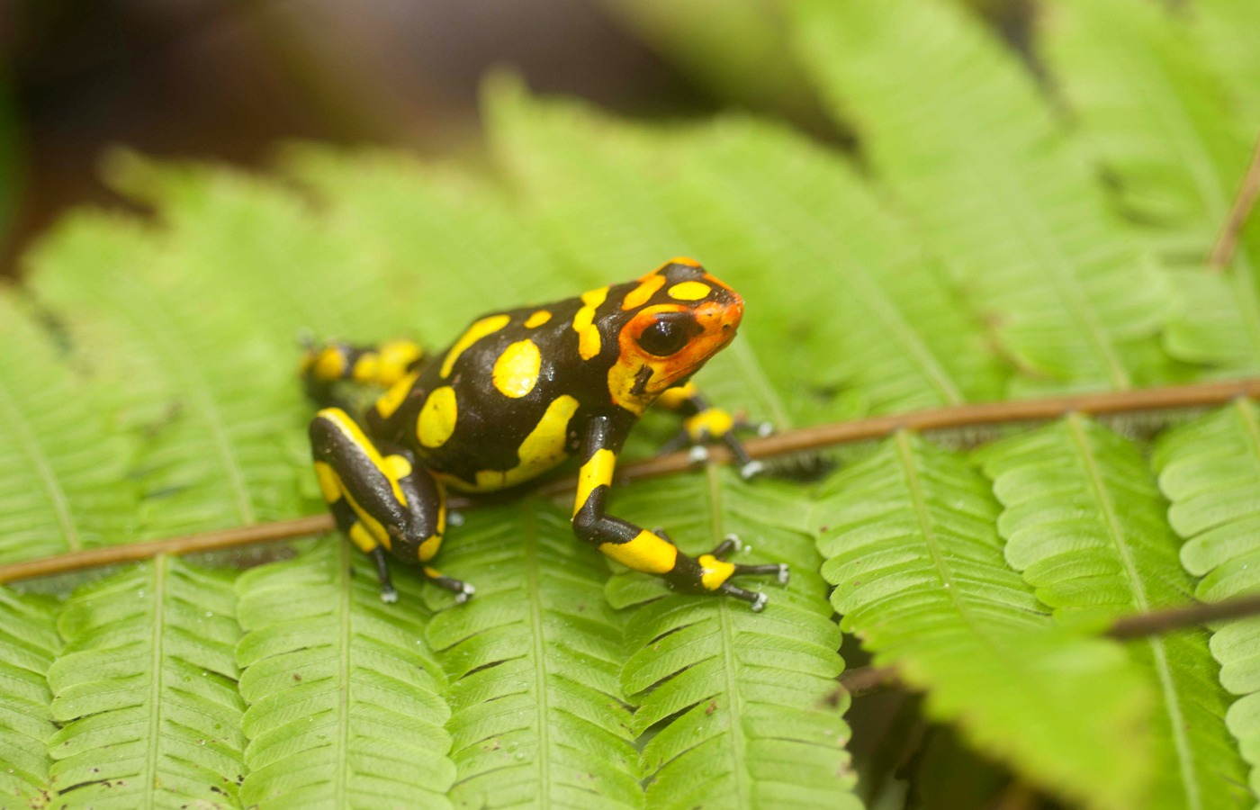 Oophaga anchicayensis