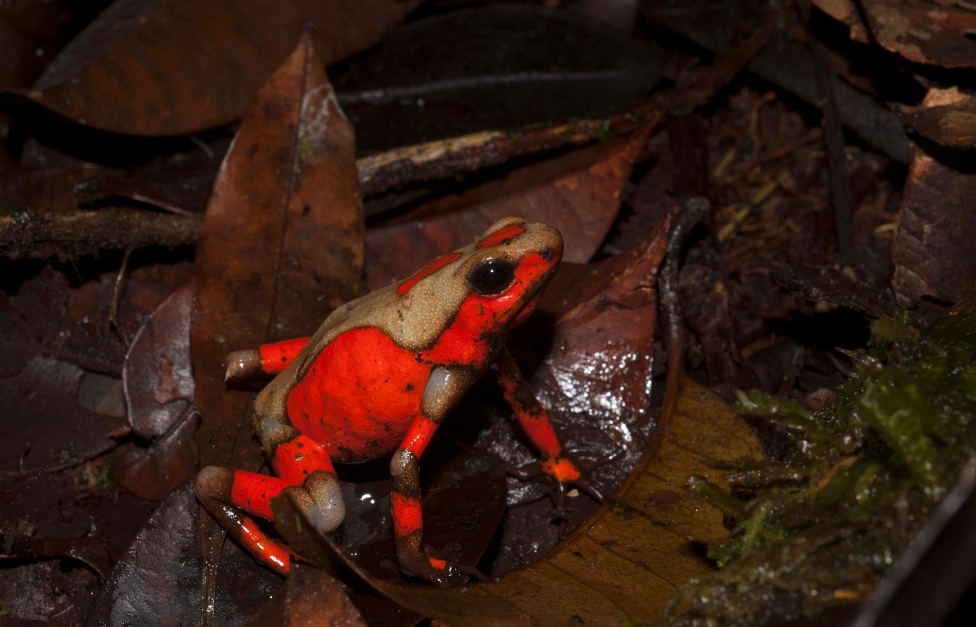Oophaga andresi