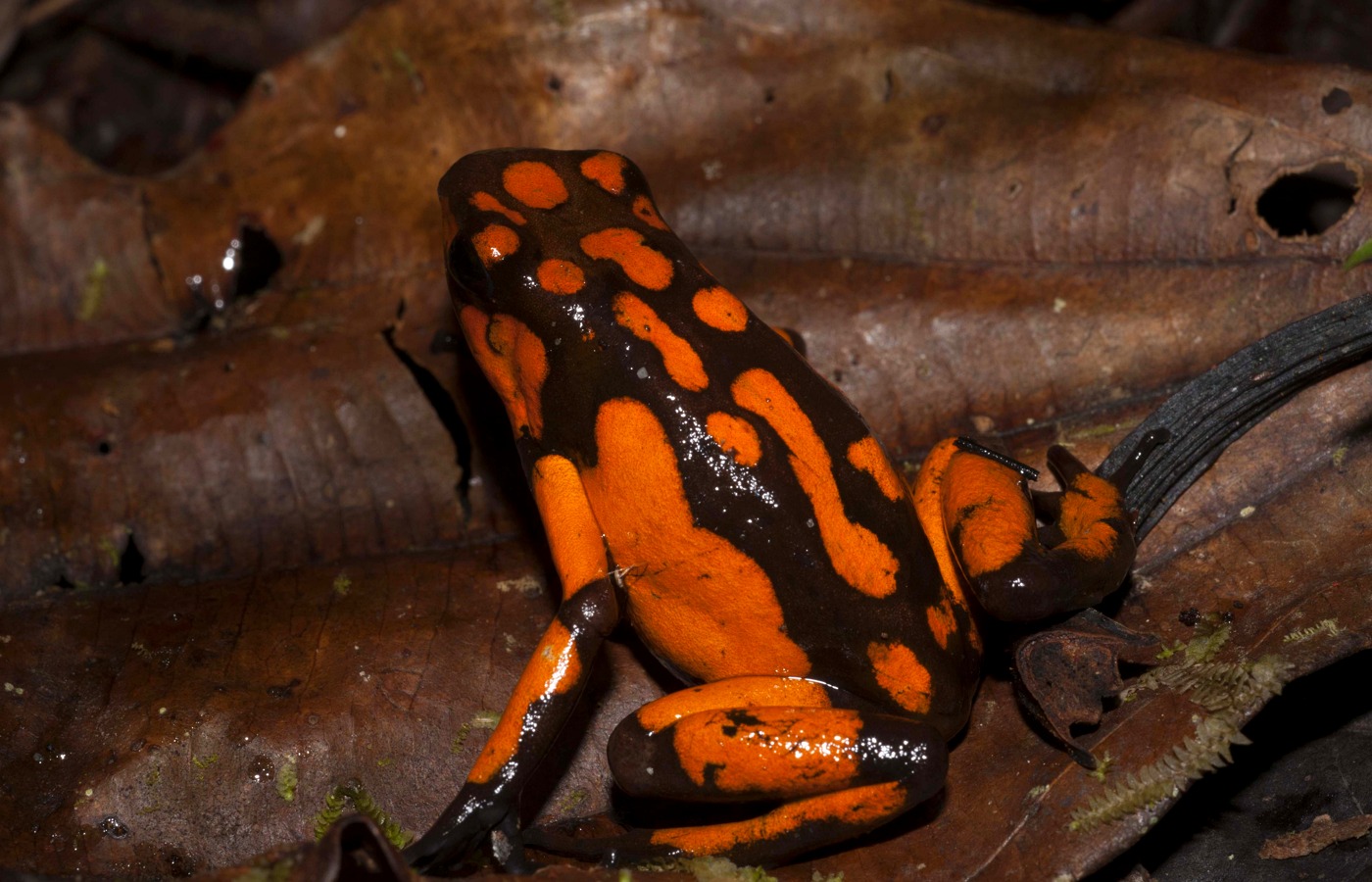 Oophaga solanensis